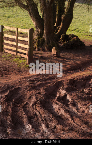 schlammig, Reifenspuren in Feld, nasses Wetter, Holztor, tiefen Schlamm aufgewühlt Boden Stockfoto