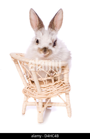 einzelnen Baby Kaninchen sitzen auf einem Stuhl Studio Ausschnitt Stockfoto