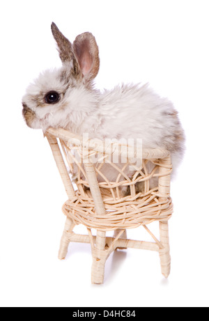 einzelnen Baby Kaninchen sitzen auf einem Stuhl Studio Ausschnitt Stockfoto