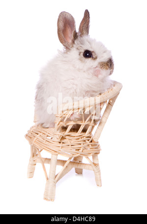 einzelnen Baby Kaninchen sitzen auf einem Stuhl Studio Ausschnitt Stockfoto