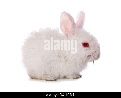 einzelne 4 Wochen alten Baby Kaninchen Studio Ausschnitt Stockfoto