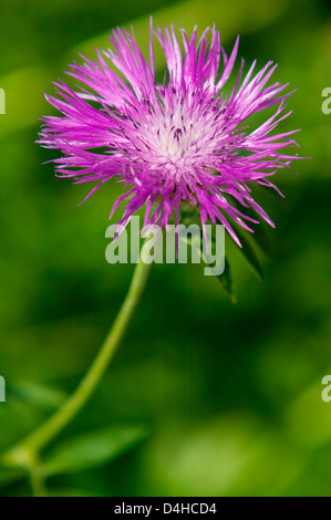 Persische Kornblume, Centaurea dealbata Stockfoto