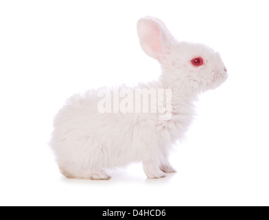 einzelne 4 Wochen alten Baby Kaninchen Studio Ausschnitt Stockfoto