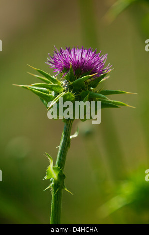 Silybum marianum Stockfoto