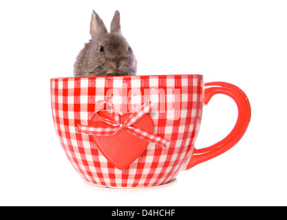 Hase in einen riesigen Tee Tasse Studio Ausschnitt Stockfoto