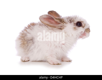 einzelne 4 Wochen alten Baby Kaninchen Studio Ausschnitt Stockfoto