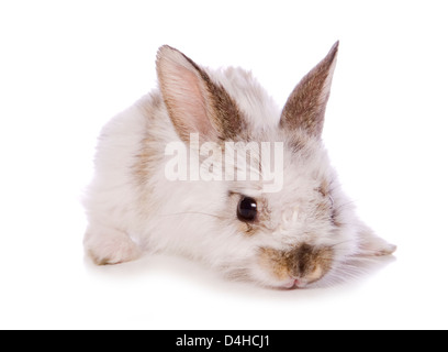 einzelne 4 Wochen alten Baby Kaninchen Studio Ausschnitt Stockfoto