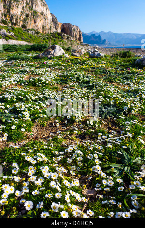 Wilde Blumen, Frühling, San Vito lo Capo Stockfoto