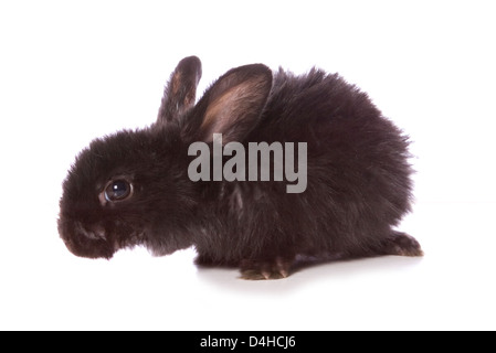 einzelne 4 Wochen alten Baby Kaninchen Studio Ausschnitt Stockfoto