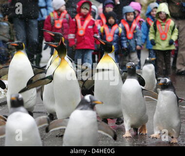 König und Gentoo Pinguine watscheln durch den Tierpark bei Schneefall im Zoo in Basel, Schweiz, 10. Dezember 2008. Ab sofort wird der Pengiuns für Spaziergänge durch den Zoo jeden Tag im Winter eingenommen werden. Foto: ROLF HAID Stockfoto