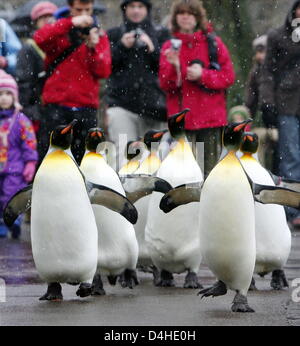 König und Gentoo Pinguine watscheln durch den Tierpark bei Schneefall im Zoo in Basel, Schweiz, 10. Dezember 2008. Ab sofort wird der Pengiuns für Spaziergänge durch den Zoo jeden Tag im Winter eingenommen werden. Foto: ROLF HAID Stockfoto