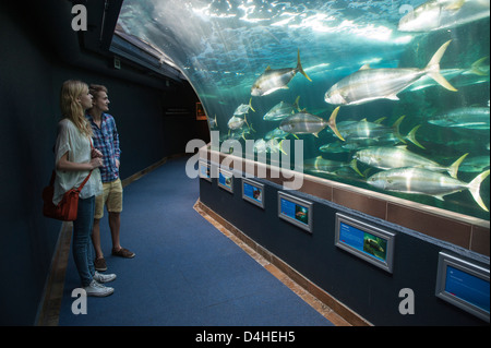 Zwei Ozeane Aquarium V & A Waterfront Kapstadt Besucher beobachten Sie die Fische auf dem display Stockfoto