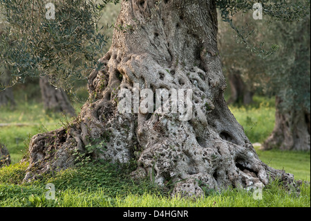 Ein alter Olivenbaum (Olea europaea), der vor 800 Jahren in einem Olivenhain in der Nähe von Catania, Sizilien, Italien gepflanzt wurde Stockfoto