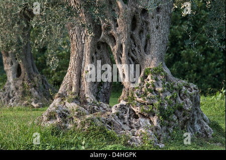 Ein alter Olivenbaum (Olea europaea) in einem Olivenhain in der Nähe von Catania, Sizilien, Italien. Aus einem einzigen Stock sind zwei Bäume gewachsen, die einen Bogen bilden Stockfoto