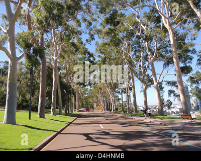 PERTH, Australien. Zitrone duftenden Eukalyptusbäumen (Corymbia Citriodora) im Kings Park mit Blick auf die Stadt. Foto Tony Gale Stockfoto