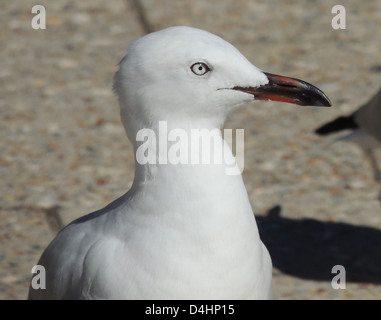 Silber Möwe (Chroicocephalus Novaehollandiae) die häufigste Möwe in Austrlia. Foto Tony Gale Stockfoto