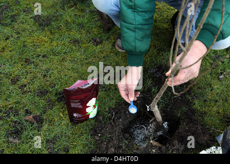 Mann, die Pflanzung eines Baumes mit Mykorrhiza-Pilzen Stockfoto