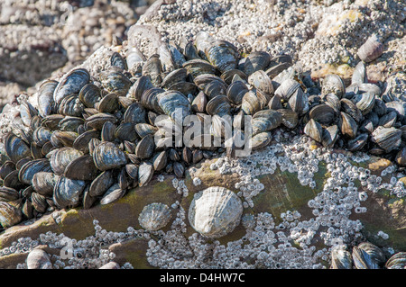 Napfschnecken auf Felsen in der Gezeitenzone, Seepocken und Muscheln Stockfoto