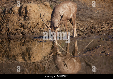 Sambar Deer Stockfoto