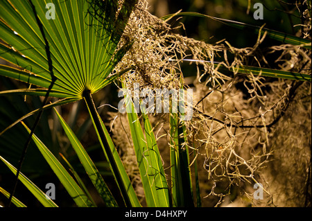 Spanish Moss und Palmetto Wedel beleuchtet durch die späte Nachmittagssonne in Jacksonville, Florida, USA in der Nähe des St. Johns River. Stockfoto