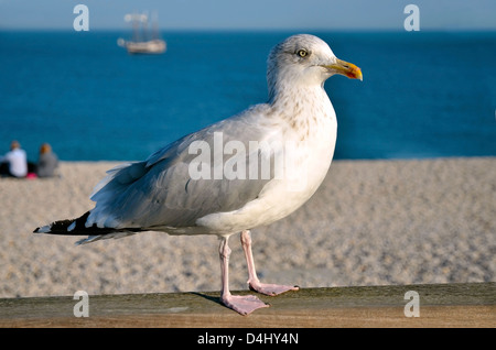 Closeup Silbermöwe (Larus Argentatus) thront auf eine Barriere angesehen des Profils in der Normandie in Frankreich Stockfoto