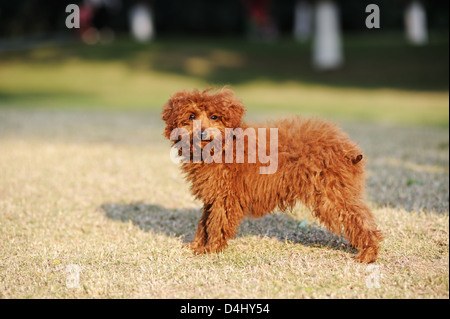 Pudel Hund stehend auf dem Rasen Stockfoto