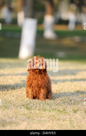 Rote Pudel Hund stehend auf dem Rasen Stockfoto