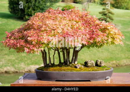 Closeup Bonsai der rot-Ahorn (Acer Palmatum) in seinem Topf Stockfoto