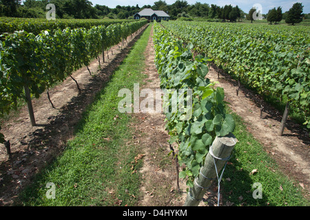 REBEN AM DUCK WALK WEINGUT MONTAUK HIGHWAY WASSER MÜHLE LONG ISLAND NEW YORK STATE USA Stockfoto