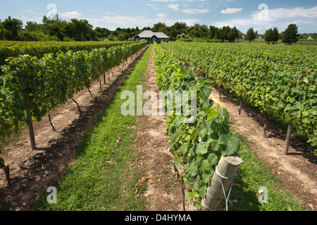 REBEN AM DUCK WALK WEINGUT MONTAUK HIGHWAY WASSER MÜHLE LONG ISLAND NEW YORK STATE USA Stockfoto