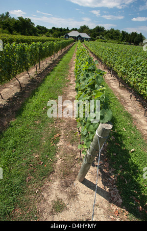 REBEN AM DUCK WALK WEINGUT MONTAUK HIGHWAY WASSER MÜHLE LONG ISLAND NEW YORK STATE USA Stockfoto