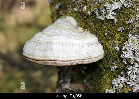 HUF oder Zunder Pilz Zündstoff fomentarius Stockfoto