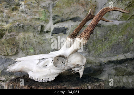 Red Deer Schädel Cervus elaphus Stockfoto