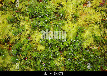 Sterne Moos Polytrichum Commune und gemeinsame Tamariske Moss Thuidium tamariscinum Stockfoto