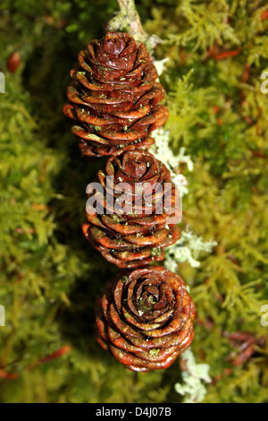 Europäische Lärche Kegel Larix decidua Stockfoto