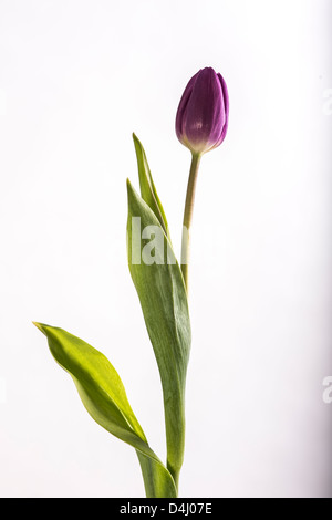 Lila Tulpe auf weißem Hintergrund Stockfoto