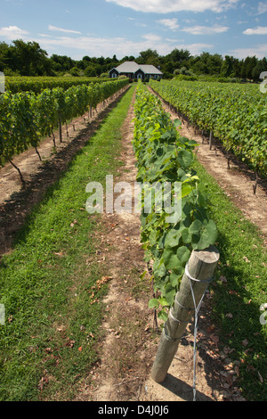 REBEN AM DUCK WALK WEINGUT MONTAUK HIGHWAY WASSER MÜHLE LONG ISLAND NEW YORK STATE USA Stockfoto