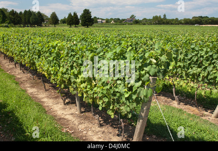 REBEN AM DUCK WALK WEINGUT MONTAUK HIGHWAY WASSER MÜHLE LONG ISLAND NEW YORK STATE USA Stockfoto