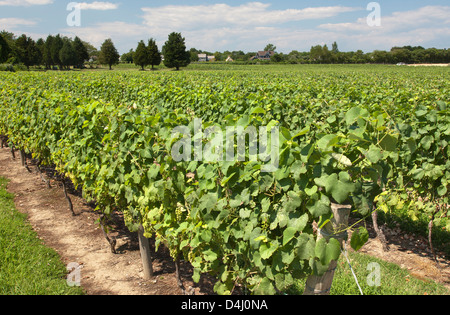 REBEN AM DUCK WALK WEINGUT MONTAUK HIGHWAY WASSER MÜHLE LONG ISLAND NEW YORK STATE USA Stockfoto