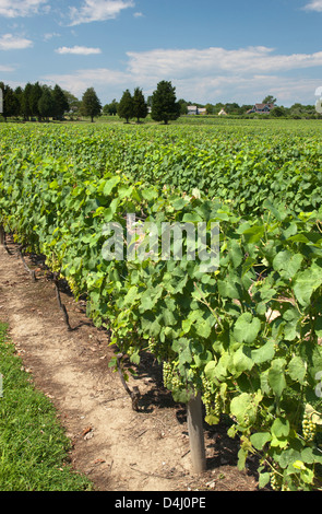 REBEN AM DUCK WALK WEINGUT MONTAUK HIGHWAY WASSER MÜHLE LONG ISLAND NEW YORK STATE USA Stockfoto