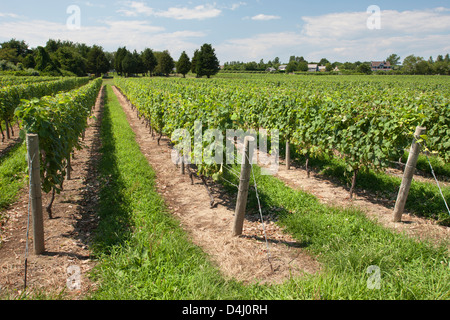 REBEN AM DUCK WALK WEINGUT MONTAUK HIGHWAY WASSER MÜHLE LONG ISLAND NEW YORK STATE USA Stockfoto