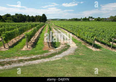 REBEN AM DUCK WALK WEINGUT MONTAUK HIGHWAY WASSER MÜHLE LONG ISLAND NEW YORK STATE USA Stockfoto