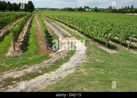 REBEN AM DUCK WALK WEINGUT MONTAUK HIGHWAY WASSER MÜHLE LONG ISLAND NEW YORK STATE USA Stockfoto