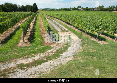 REBEN AM DUCK WALK WEINGUT MONTAUK HIGHWAY WASSER MÜHLE LONG ISLAND NEW YORK STATE USA Stockfoto