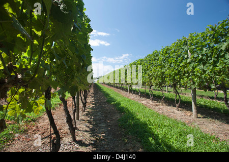 REBEN AM DUCK WALK WEINGUT MONTAUK HIGHWAY WASSER MÜHLE LONG ISLAND NEW YORK STATE USA Stockfoto