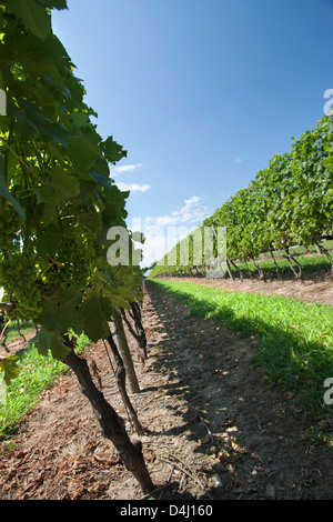 REBEN AM DUCK WALK WEINGUT MONTAUK HIGHWAY WASSER MÜHLE LONG ISLAND NEW YORK STATE USA Stockfoto