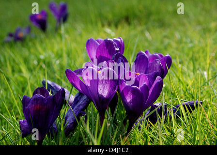 Bodenhöhe Blick auf Violette Krokusse in der schönen Frühlingssonne Stockfoto