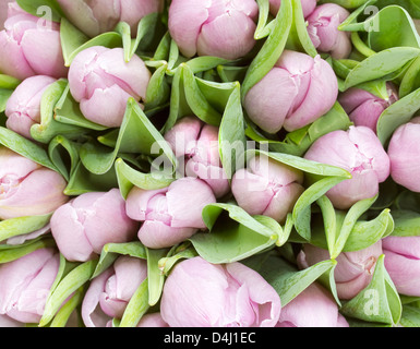 Draufsicht auf eine Reihe von blass rosa Tulpen Stockfoto