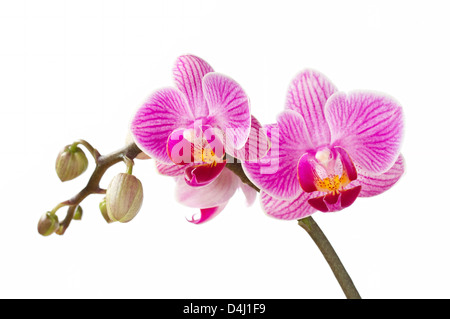 Phalaenopsis; Motte Orchidee Blüten und Knospen auf weiß Stockfoto