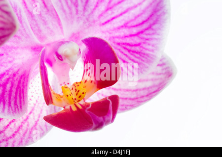Nahaufnahme der Phalaenopsis, Motte Orchidee Blumen auf weißem Hintergrund Stockfoto